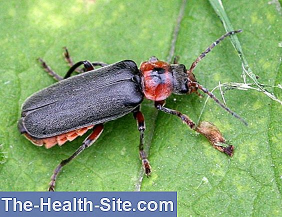 Cantharis: Etkiler Ve Kullanır 💊 Bilimsel-Pratik Tıp Dergisi - 2025