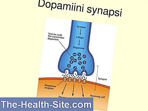 Dopamiini: Mitä Lab-Arvo Tarkoittaa 💊 Tieteellinen-Käytännön Medical ...