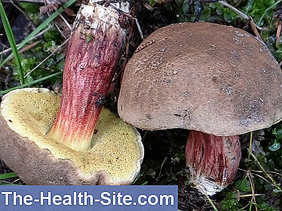 Gljive i otrovni doppelgänger - pregled