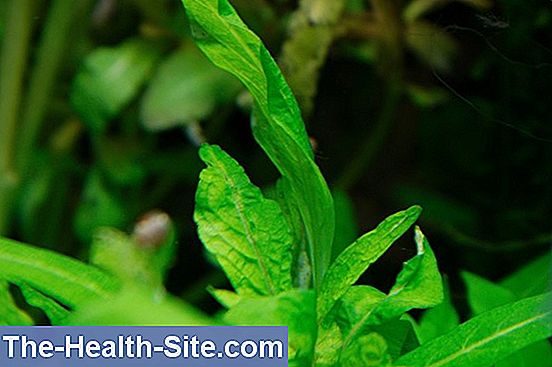 Káliumhiány Okok, Kezelés 💊 TudományosGyakorlati Medical